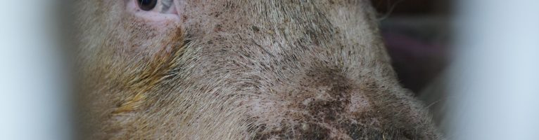 Manchester Pig Save Vigil – 2nd Jan 2020